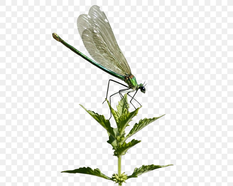 Damselflies Dragonfly Butterfly Beetle, PNG, 521x653px, Damselflies, Animal, Arthropod, Bee, Beetle Download Free