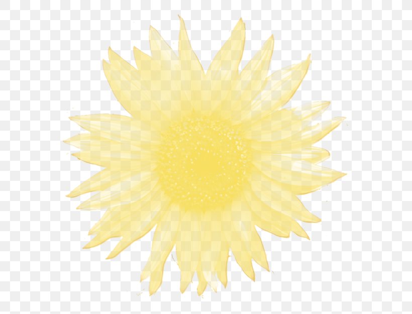 Desktop Wallpaper Yellow Chrysanthemum Dahlia Sunflower, PNG, 664x625px, Yellow, Chrysanthemum, Closeup, Computer, Dahlia Download Free