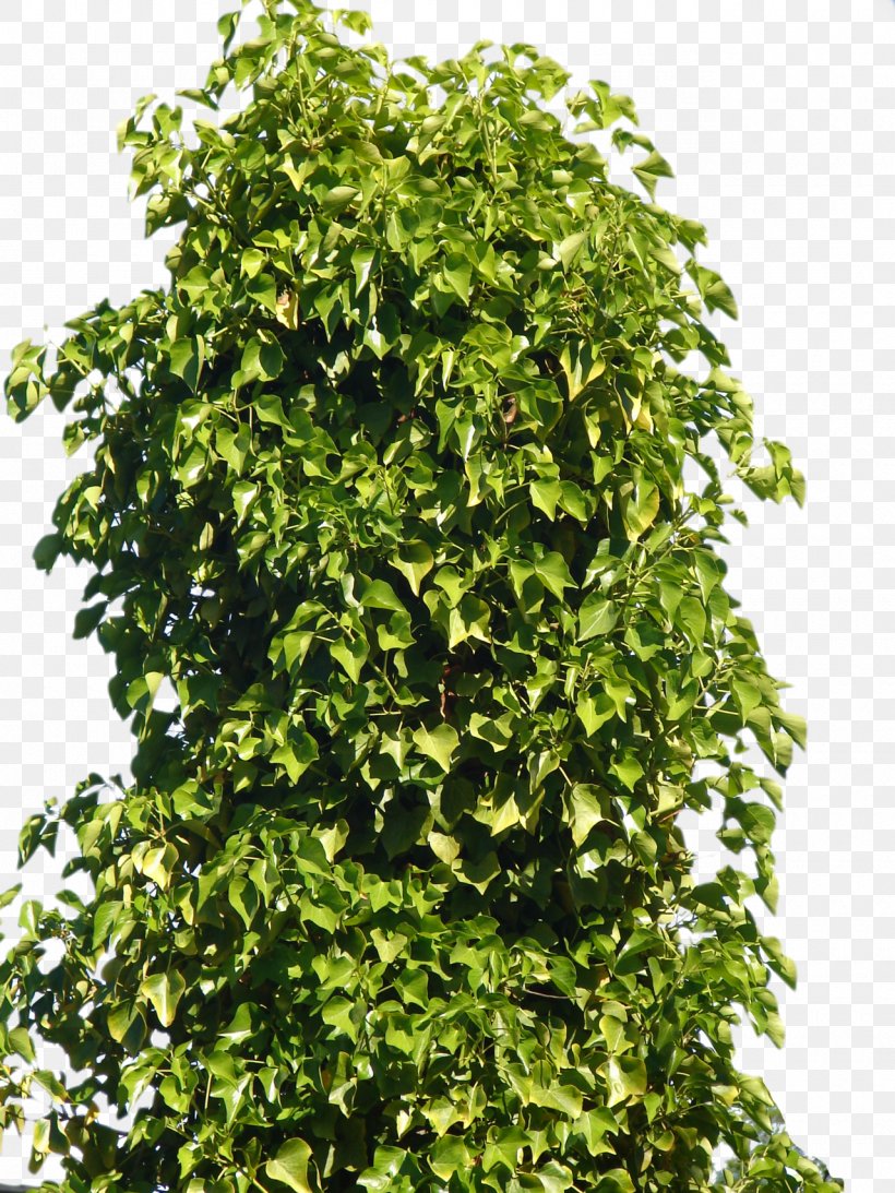 Plant Shrub Tree, PNG, 1280x1707px, Plant, Evergreen, Flower, Ivy, Leaf Download Free