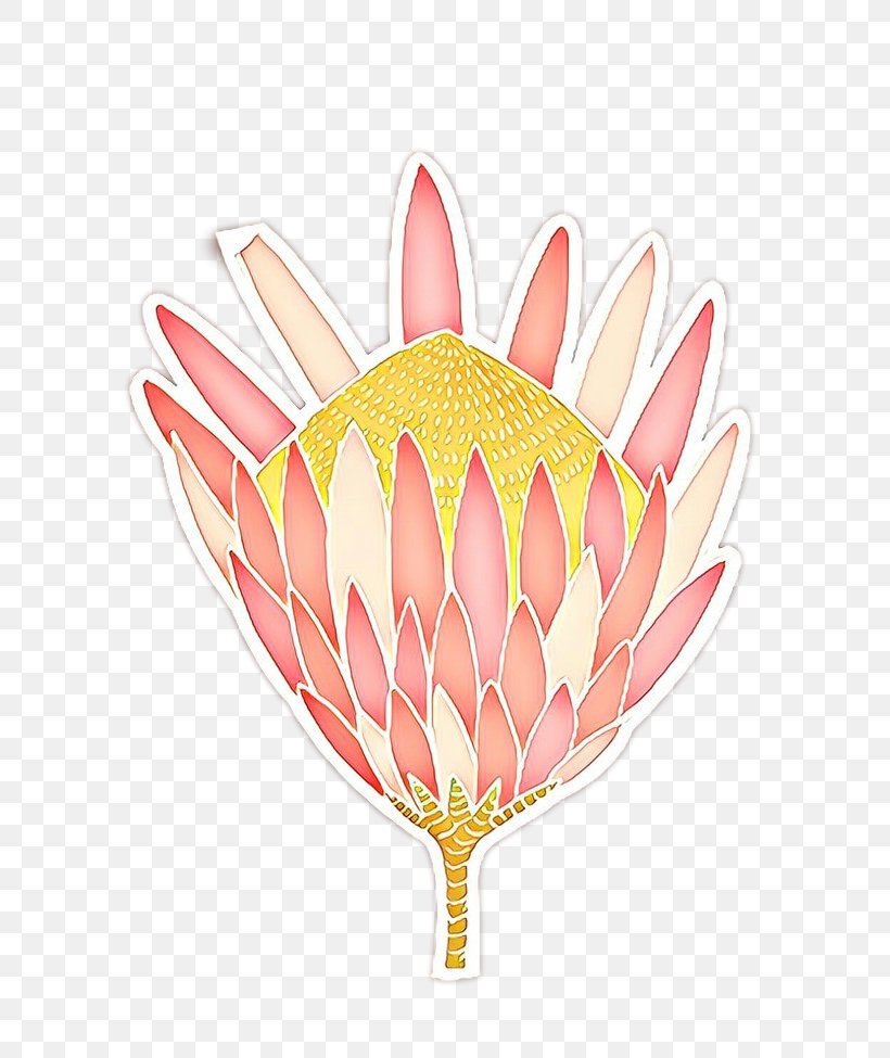Protea Plant Flower Petal Protea Family, PNG, 800x975px, Cartoon, Flower, Petal, Plant, Protea Download Free