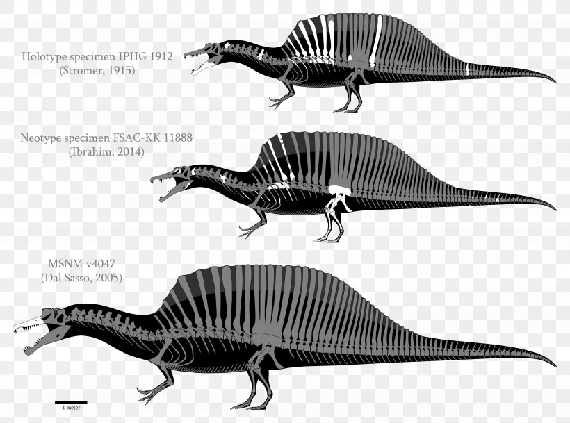 Spinosaurus Tyrannosaurus Mosasaurus Dinosaur Palaeontological Museum, Munich, PNG, 4890x3632px, Spinosaurus, Biological Specimen, Bipedalism, Black And White, Cretaceous Download Free
