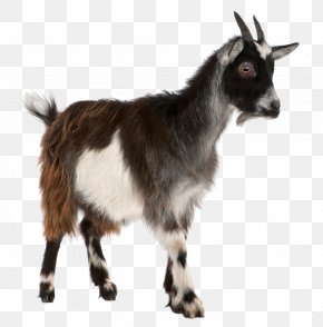 Sheep - Toggenburg Goat Pygmy Goat Sheep Stock Photography Livestock PNG