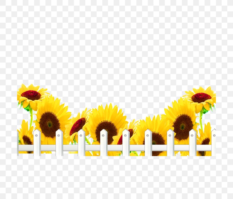 Common Sunflower, PNG, 700x700px, Common Sunflower, Button, Daisy Family, Floral Design, Flower Download Free