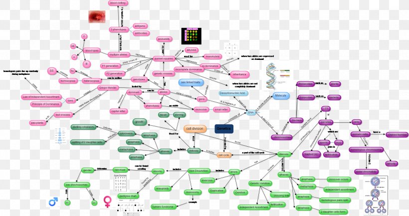 Genetics Diagram DNA Blood Type, PNG, 1964x1039px, Genetics, Area, Blood, Blood Test, Blood Type Download Free