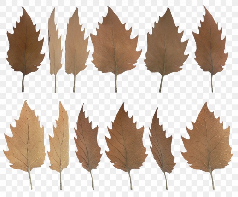 Leaf, PNG, 1280x1061px, Leaf, Animaatio, Autumn, Autumn Leaf Color, Image Resolution Download Free