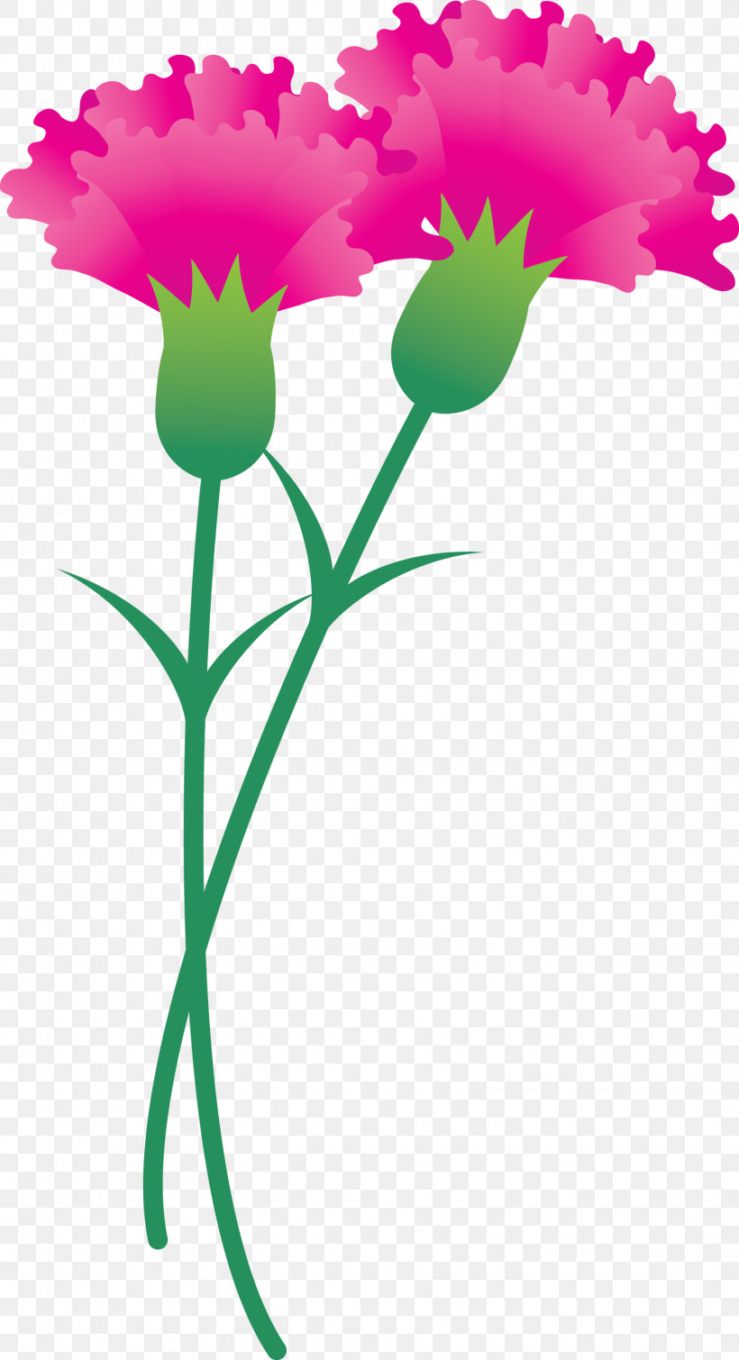 Mothers Day Carnation Mothers Day Flower, PNG, 1630x3000px, Mothers Day Carnation, Cut Flowers, Dianthus, Flower, Mothers Day Flower Download Free