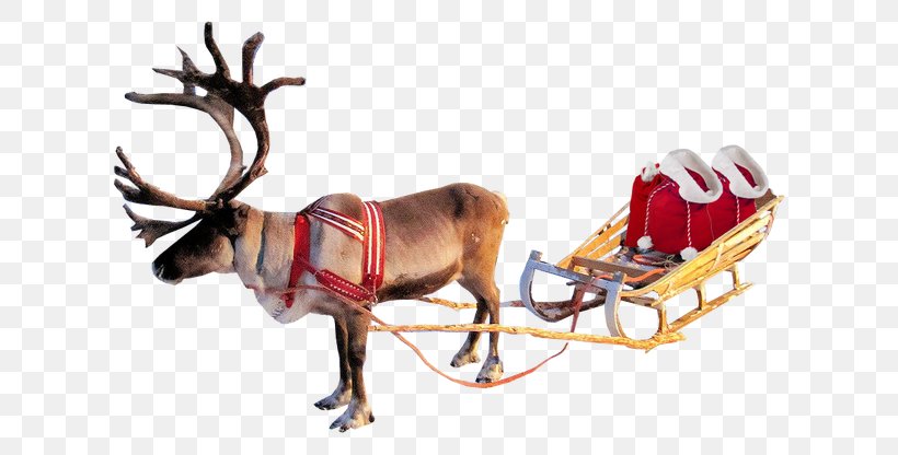 Reindeer Rudolph Santa Claus, PNG, 624x416px, Reindeer, Antler, Chariot, Christmas, Christmas Decoration Download Free