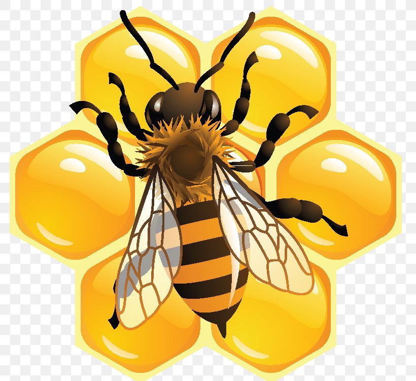 Bee Pollen Honeycomb Beekeeping, PNG, 795x751px, Bee, Apiary, Arthropod, Bee Pollen, Beekeeping Download Free