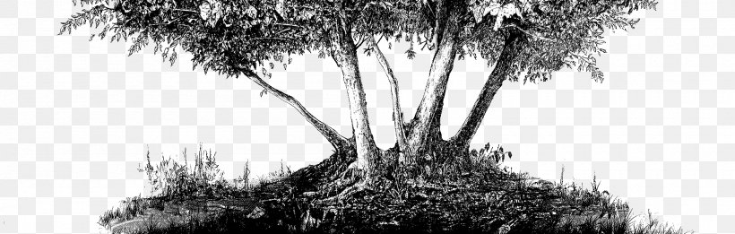 Black And White Drawing Graphic Design Photography, PNG, 2000x639px, Black And White, Blog, Branch, Branching, Drawing Download Free