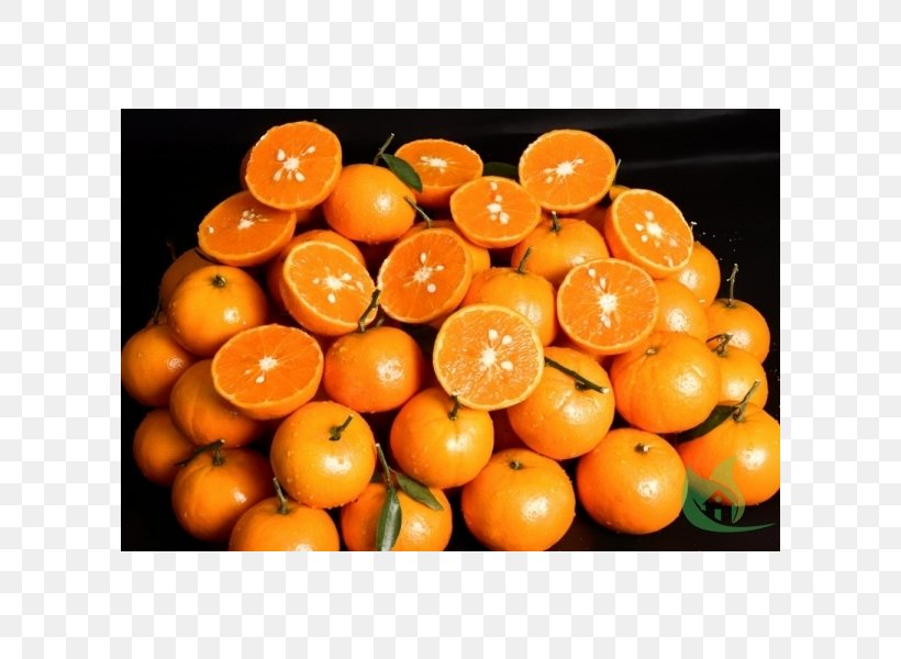 Clementine Tangerine Bitter Orange Mandarin Orange Rangpur, PNG, 600x600px, Clementine, Aromatherapy, Bitter Orange, Citrus, Citrus Japonica Download Free