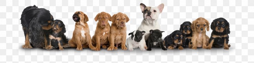 Dog Walking Puppy Cat Pet Shop, PNG, 1920x480px, Dog, Breed Group Dog, Cat, Dog Behavior, Dog Biscuit Download Free