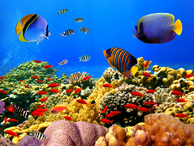 Great Barrier Reef Coral Reef Sea, PNG, 1600x1200px, Great Barrier Reef, Anemone Fish, Animal, Bed And Breakfast, Cliff Download Free