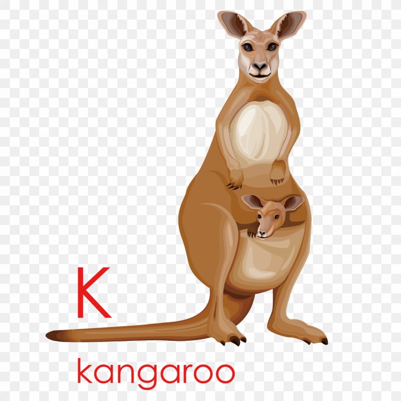 Kangaroo Cartoon Drawing Illustration, PNG, 1276x1276px, Macropodidae, Cartoon, Drawing, Fauna, Kangaroo Download Free