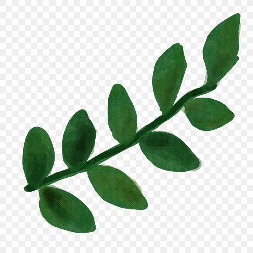 Leaf Green Plant Flower Moringa, PNG, 1500x1500px, Leaf, Flower, Green, Moringa, Plant Download Free