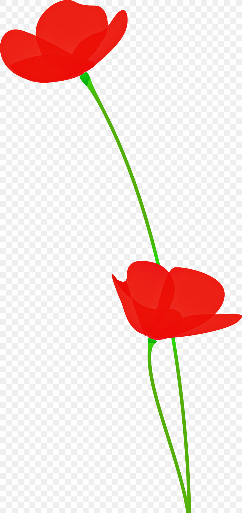 Poppy Flower, PNG, 1821x3856px, Poppy Flower, Anthurium, Coquelicot, Flower, Pedicel Download Free