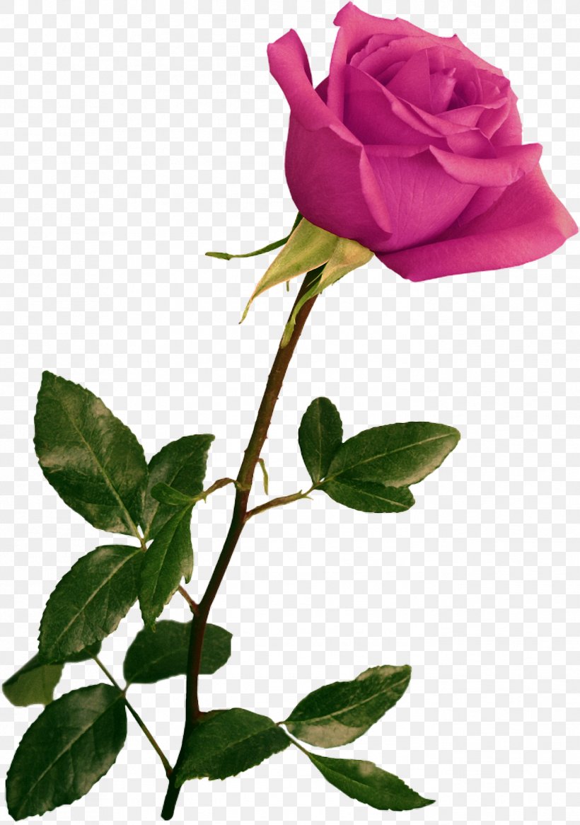 Flower Image Rose Psd, PNG, 1372x1952px, Flower, Blue, Blue Rose, Branch, Bud Download Free