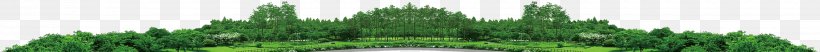 Wheatgrass Green Tree Plant Stem, PNG, 3500x226px, Wheatgrass, Grass, Grass Family, Green, Plant Download Free