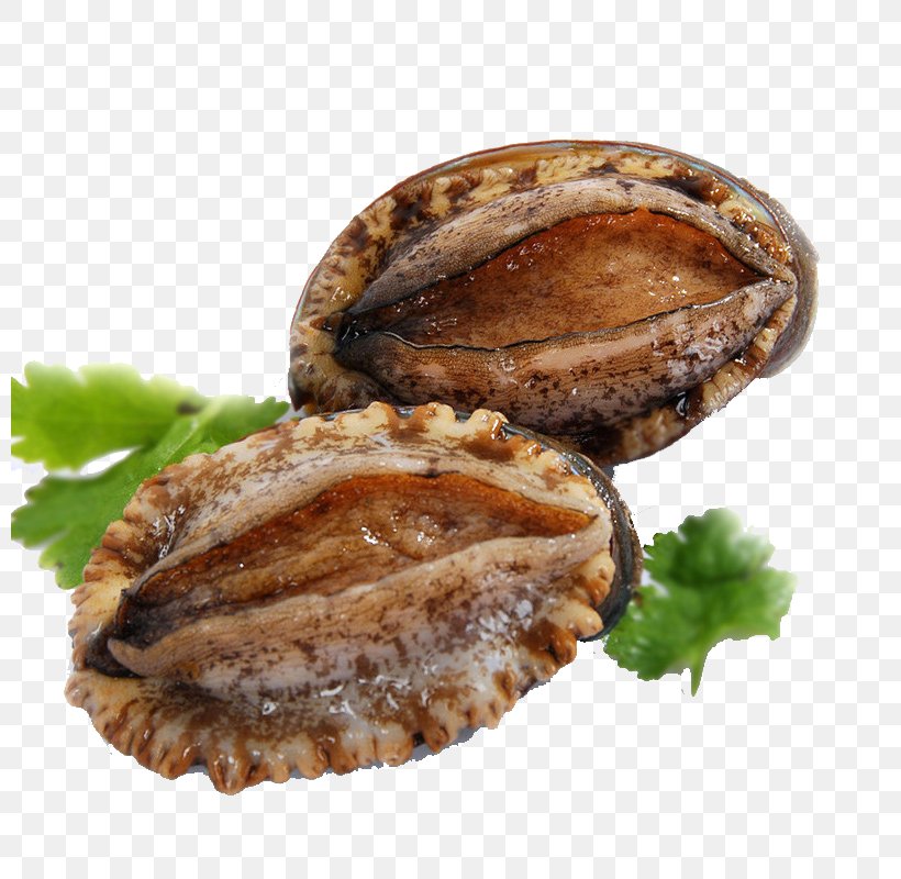 Abalone Seafood Frozen Film Series, PNG, 800x800px, Abalone, Animal Source Foods, Clams Oysters Mussels And Scallops, Dish, Food Download Free