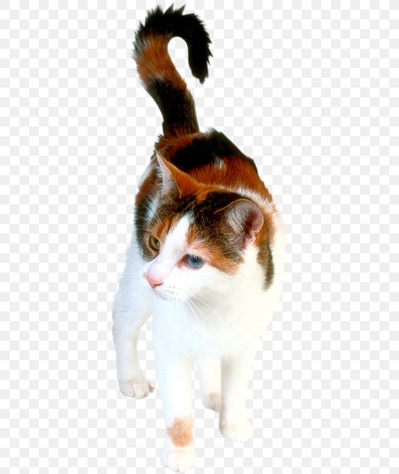 Kitten Himalayan Cat Turkish Angora Siamese Cat Van Cat, PNG, 366x974px, Kitten, Aegean Cat, Animal, Black Cat, Calico Cat Download Free