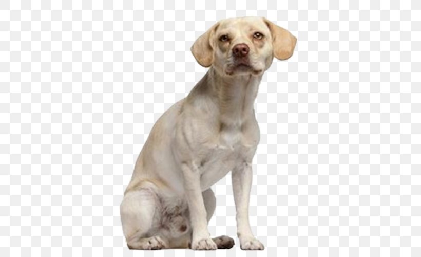 Labrador Retriever Puppy Companion Dog Faculty Of Tropical Medicine, Mahidol University, PNG, 422x500px, Labrador Retriever, Carnivoran, Companion Dog, Dog, Dog Breed Download Free