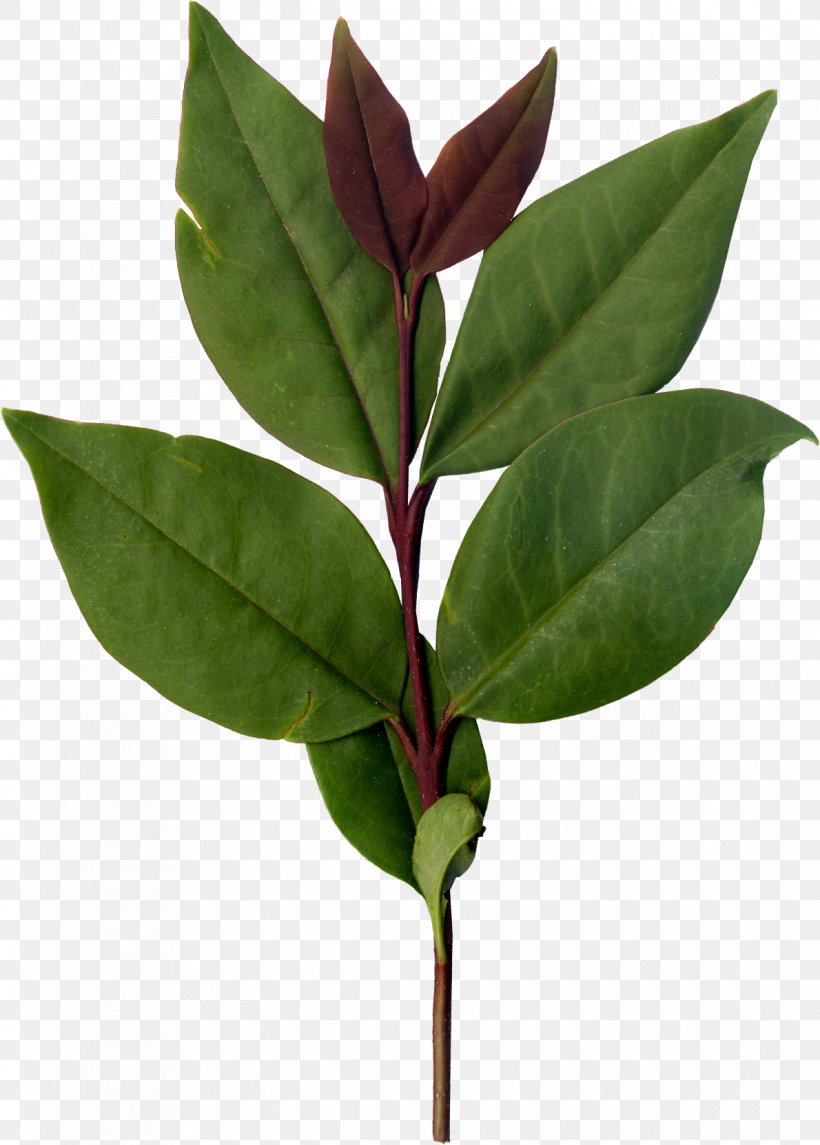 Leaf Plant Stem, PNG, 1190x1662px, Leaf, Plant, Plant Stem Download Free