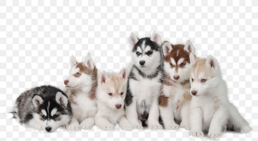 Miniature Siberian Husky Puppy Pomeranian German Pinscher, PNG, 800x450px, Siberian Husky, Alaskan Klee Kai, Alaskan Malamute, Breed, Canadian Eskimo Dog Download Free