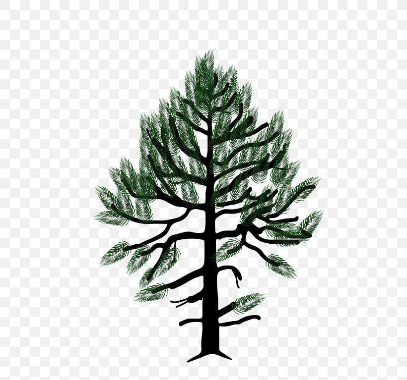 Pinus Monophylla Western White Pine Fir Conifers Pinyon Pine, PNG, 505x767px, Pinus Monophylla, Branch, Bristlecone Pine, Christmas Tree, Conifer Download Free