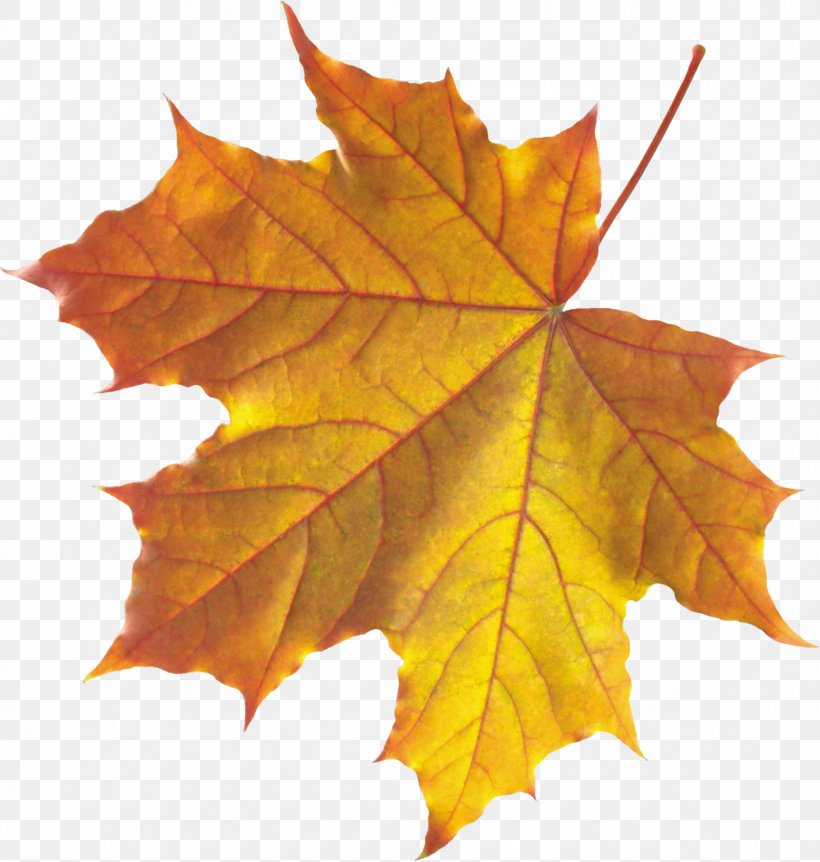 Platanus Orientalis Autumn Leaf Color, PNG, 2366x2488px, Platanus Orientalis, Autumn, Autumn Leaf Color, Deciduous, Green Download Free