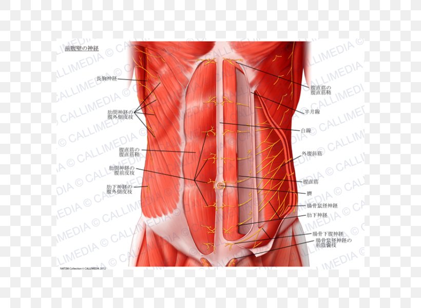 Abdominal Wall Rectus Abdominis Muscle Abdomen Transverse Abdominal Muscle Nerve, PNG, 600x600px, Watercolor, Cartoon, Flower, Frame, Heart Download Free
