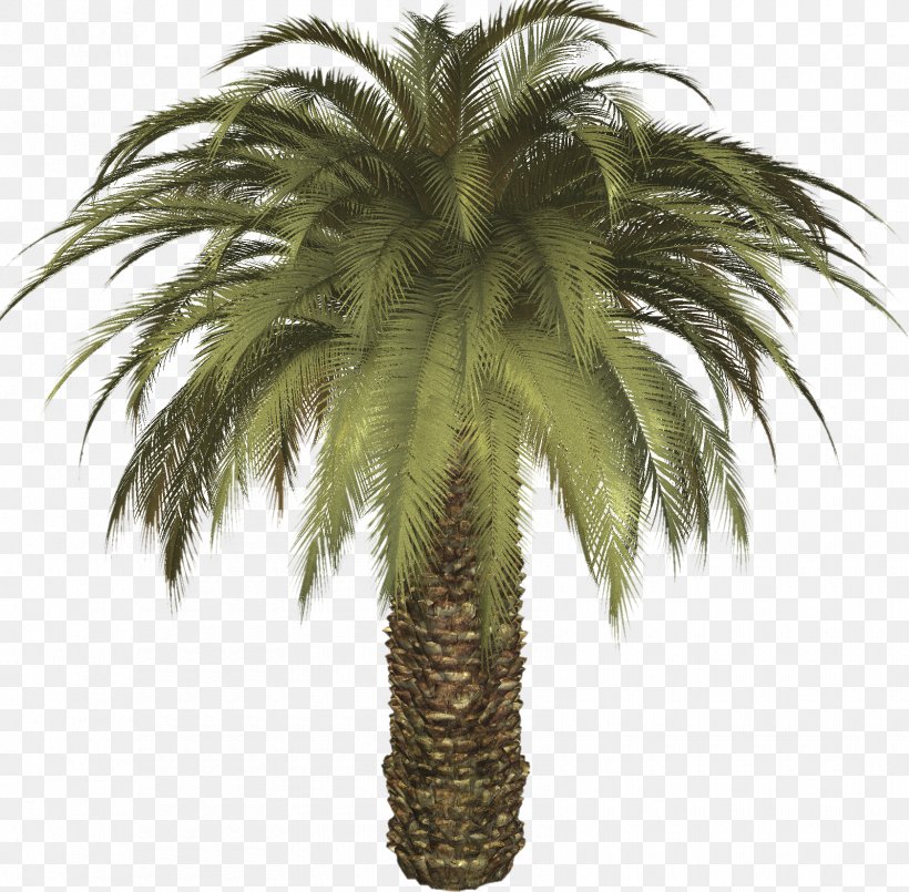 Date Palm Arecaceae Tree Clip Art, PNG, 1680x1650px, Date Palm, Arecaceae, Arecales, Attalea Speciosa, Borassus Flabellifer Download Free