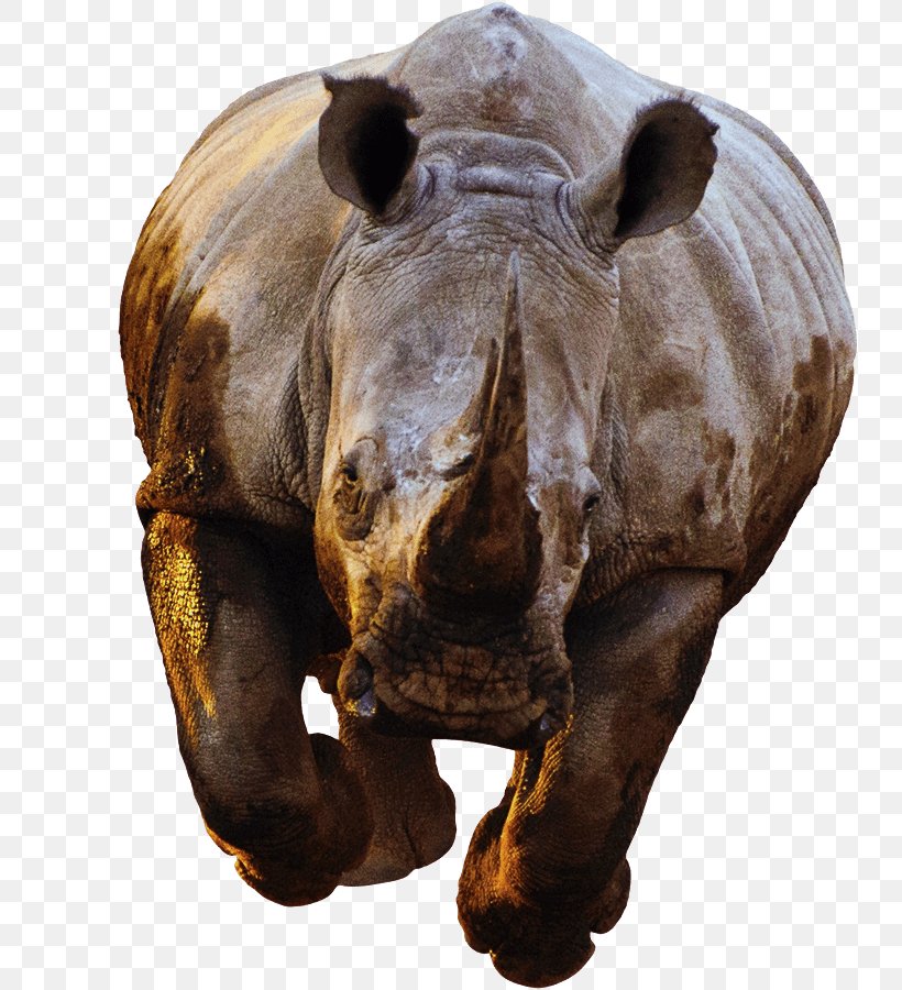 Rhinoceros Success White Rhinoceros Horn Poaching, PNG, 743x900px, Rhinoceros, Animal, Cites, Horn, Oddtoed Ungulate Download Free