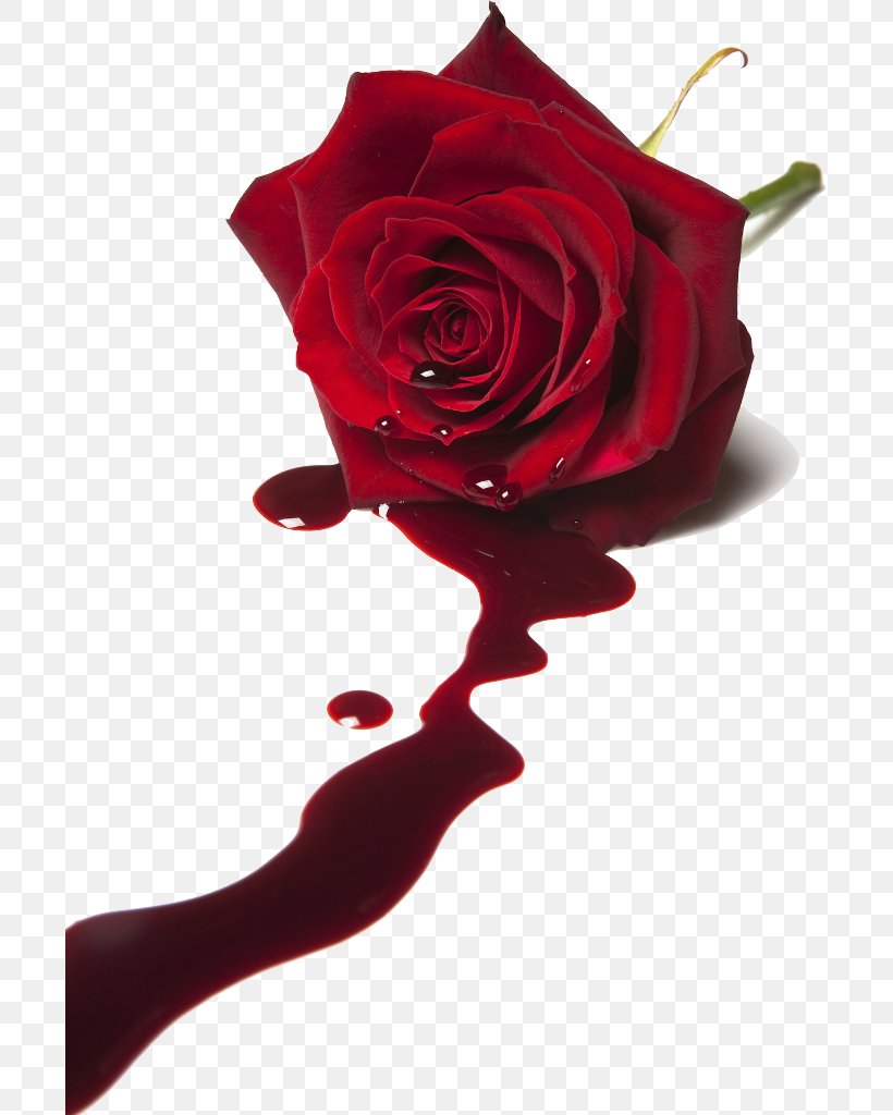 Stock Photography Royalty-free Blood Red, PNG, 699x1024px, Stock Photography, Bleeding, Blood, Color, Cut Flowers Download Free