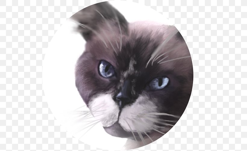 Whiskers Ragdoll Birman Kitten Domestic Short Haired Cat Png