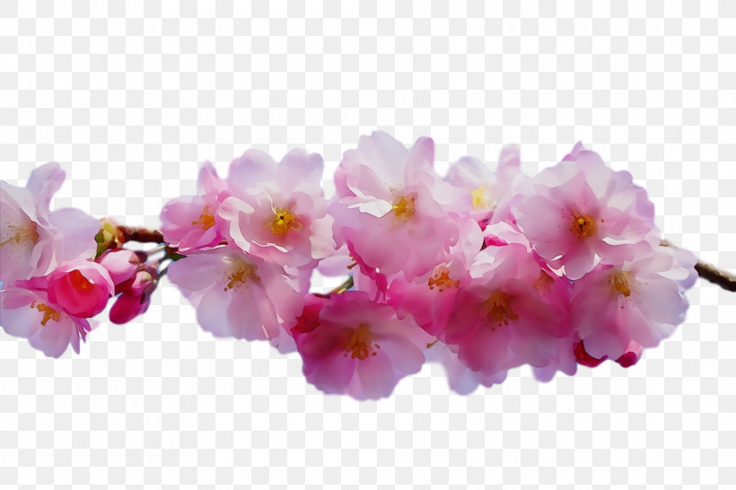 Cherry Blossom, PNG, 1920x1280px, Spring Flower, Artificial Flower, Blossom, Branch, Cherry Blossom Download Free