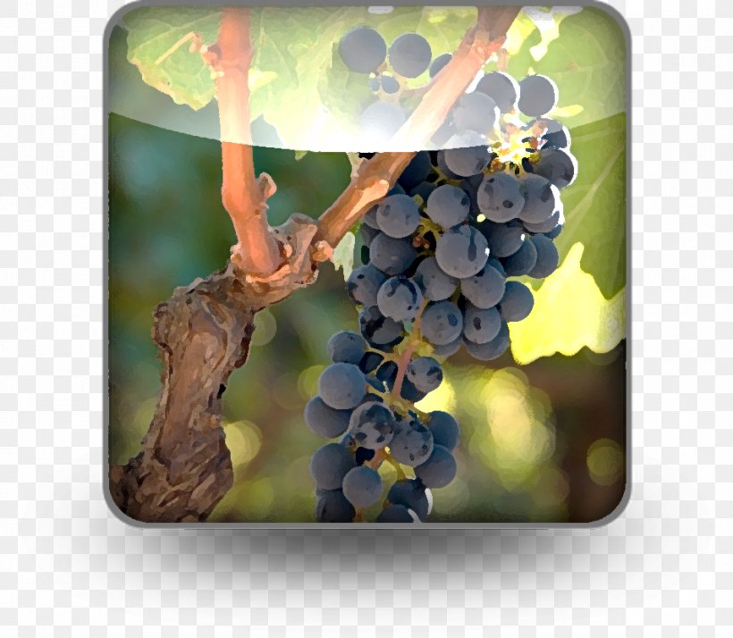 Grape, PNG, 954x831px, Grape, Flowering Plant, Food, Fruit, Grapevine Family Download Free
