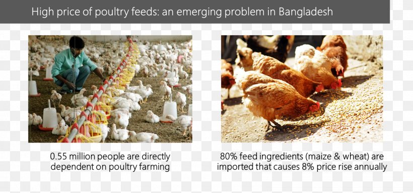 Rooster Chicken Feeding Farm Animals: Use Place Value And Properties Of Operations To Subtract Livestock, PNG, 1600x749px, Rooster, Chicken, Chicken As Food, Farm, Fauna Download Free