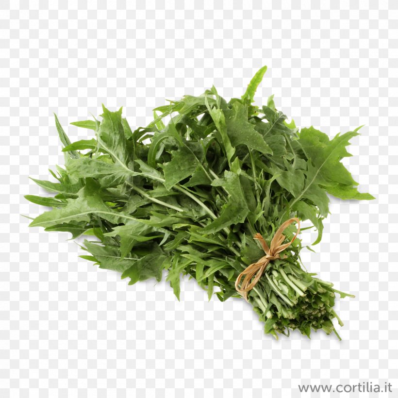 Coriander Herb Shutterstock Stock Photography Royalty-free, PNG, 1200x1200px, Coriander, Common Dandelion, Herb, Ingredient, Leaf Vegetable Download Free
