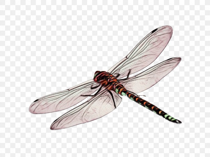 Dragonfly Insect, PNG, 866x650px, Dragonfly, Damselfly, Dragonflies And Damseflies, Drawing, Fly Download Free