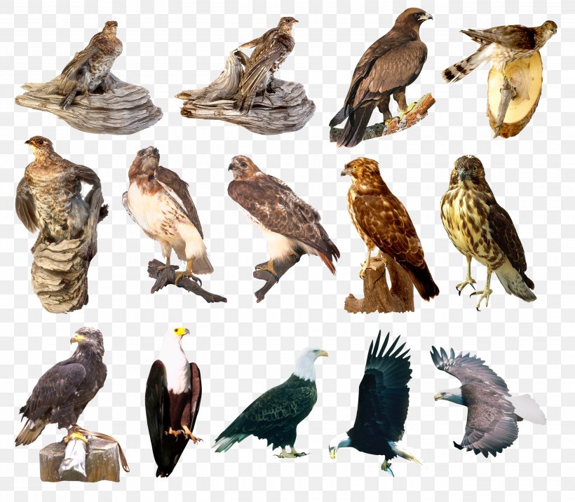 Hawk Bird Eagle Egyptian Vulture, PNG, 2639x2307px, Hawk, Accipitriformes, Beak, Bird, Bird Of Prey Download Free