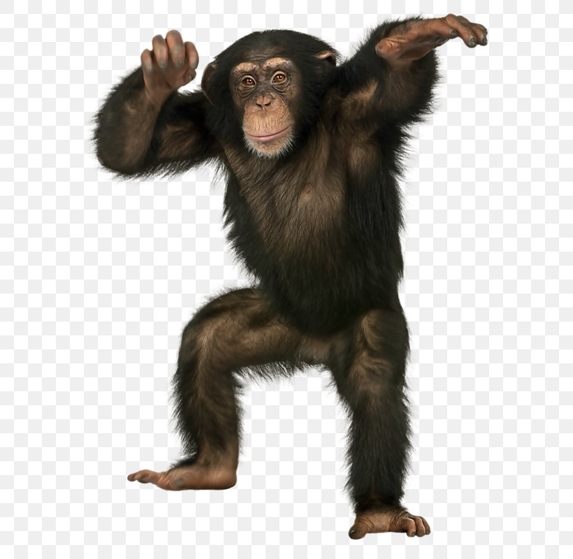 Orangutan Ape Bonobo Crab-eating Macaque Monkey, PNG, 618x800px, Orangutan, Ape, Bonobo, Chimpanzee, Common Chimpanzee Download Free