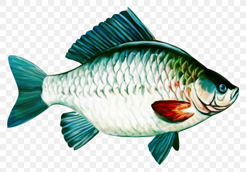 Common Carp Tilapia Drawing Fish, PNG, 1024x716px, Common Carp, Animaatio, Bony Fish, Carp, Cartoon Download Free