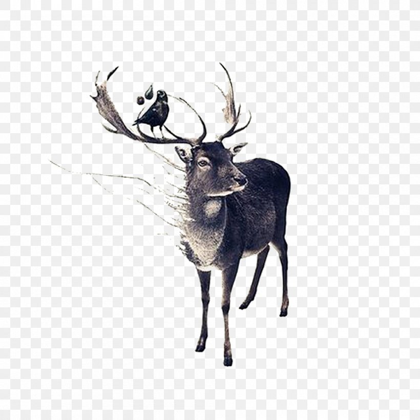 Red Deer Moose Drawing, PNG, 1000x1000px, Deer, Aesthetics, Antler, Art, Deer Forest Download Free