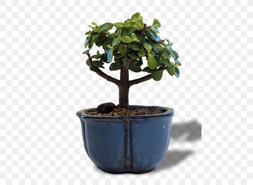 Chinese Sweet Plum Bonsai Flowerpot Tree Jade Plant, PNG, 486x600px, Chinese Sweet Plum, Baby Bio, Bonsai, Bonsai Cultivation And Care, Chinese Elm Download Free