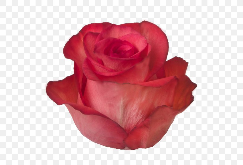 Garden Roses Cabbage Rose Floribunda Vase Life, PNG, 622x558px, Garden Roses, Butterscotch, Cabbage Rose, China Rose, Color Download Free