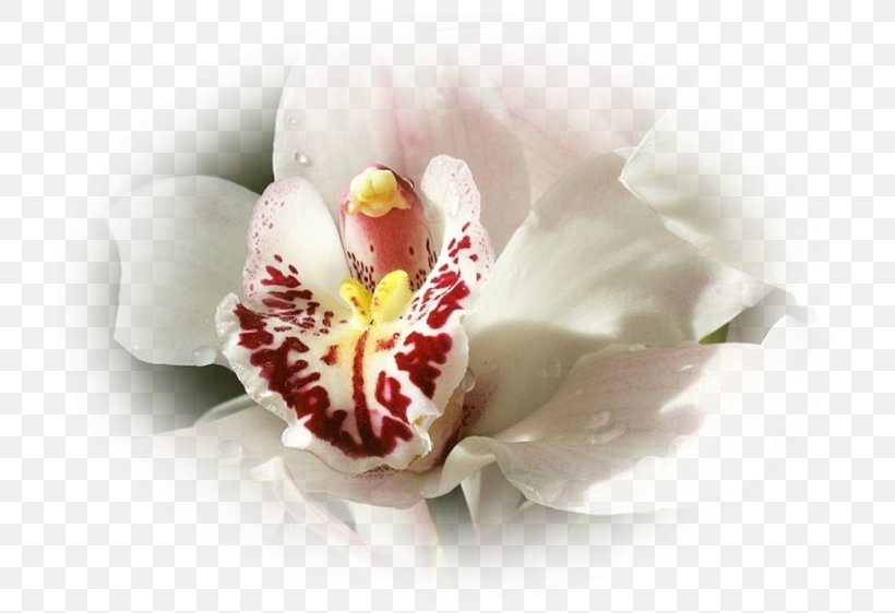 Moth Orchids Close-up, PNG, 750x562px, Moth Orchids, Blossom, Closeup, Flower, Flowering Plant Download Free
