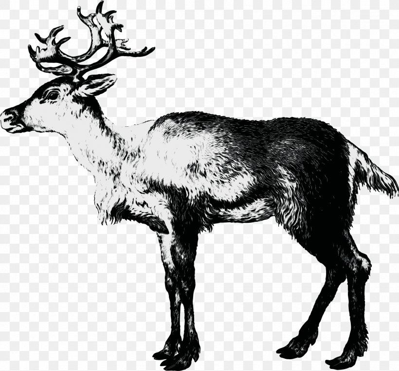 Reindeer, PNG, 1779x1651px, Watercolor, Antler, Chamois, Deer, Elk Download Free