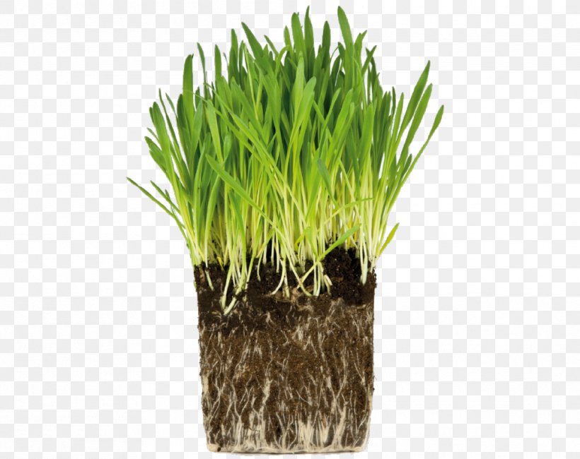 Sabze Grass Royalty-free Root, PNG, 1012x803px, Grass, Chrysopogon Zizanioides, Commodity, Flowerpot, Food Grain Download Free