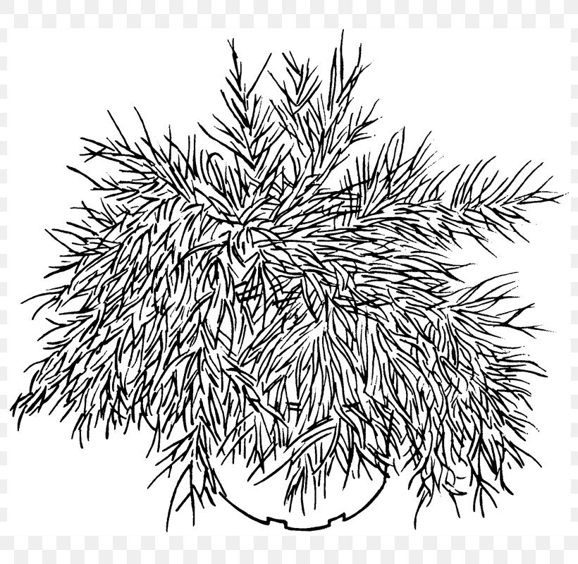 Spruce Line Art White Flowering Plant, PNG, 800x800px, Spruce, Black And White, Branch, Conifer, Drawing Download Free