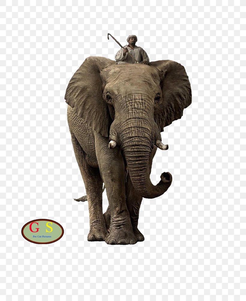 African Bush Elephant Elephantidae Addo Elephant National Park Desktop Wallpaper Lion, PNG, 800x1000px, African Bush Elephant, Addo Elephant National Park, African Elephant, Animal, Computer Download Free
