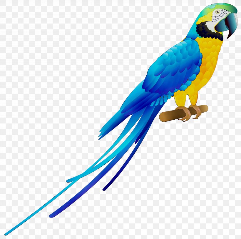 Budgerigar Macaw Parrot Bird Parakeet, PNG, 4145x4111px, Budgerigar, Beak, Bird, Bird Supply, Bird Toy Download Free